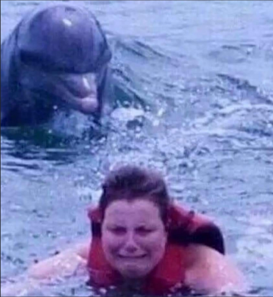 Kid fears dolphins  meme template