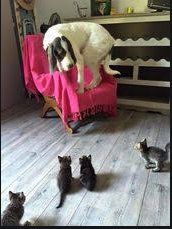 kittens surrounding dog  meme template