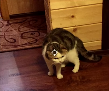Loading Cat HD  meme template