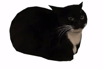 maxwell the cat  meme template