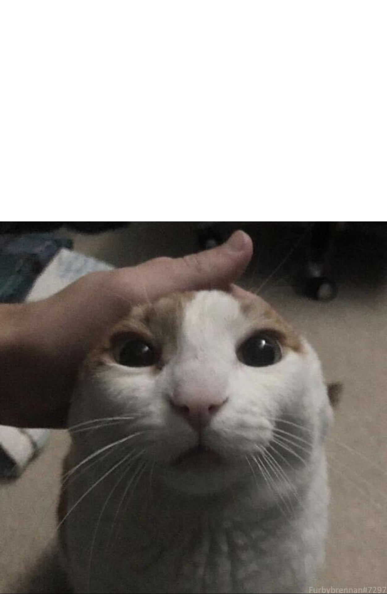 me petting my cat  meme template