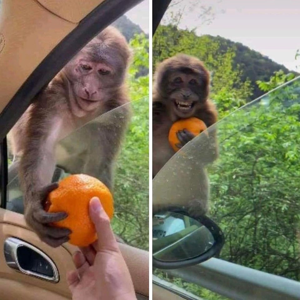 monkey getting an orange  meme template