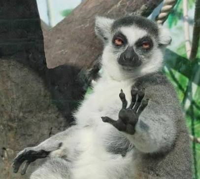 No thanks lemur  meme template