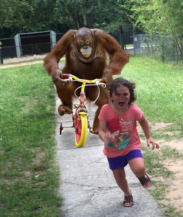 Orangutan chasing girl on a tricycle meme template