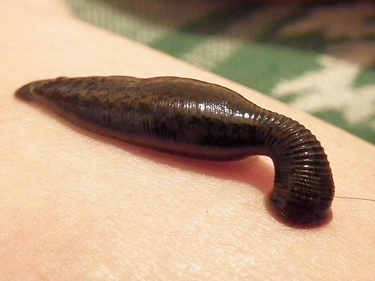 Parasite  meme template