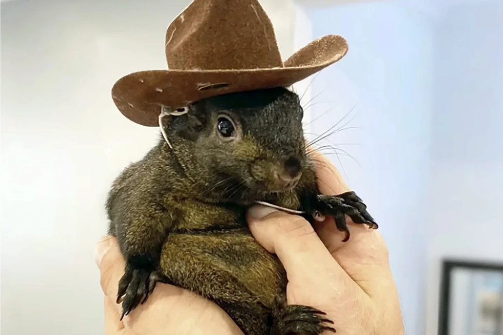 peanut the squirrel meme template