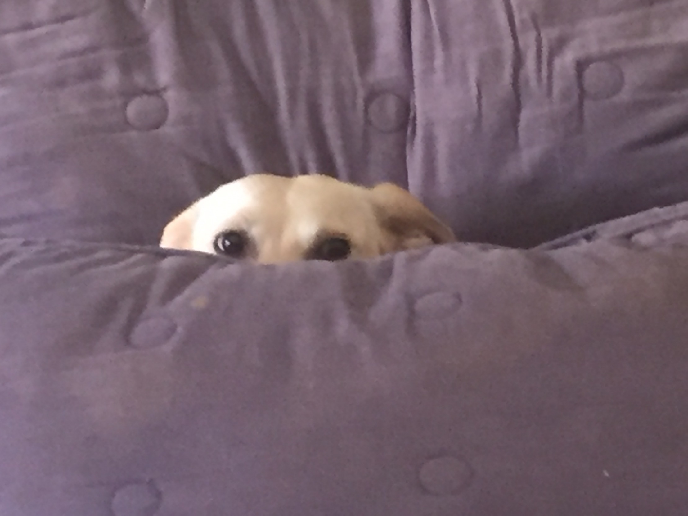 Peek a boo!  meme template