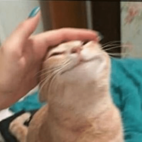 Pet the cat  meme template