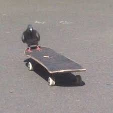 pigeon on a skateboard  meme template