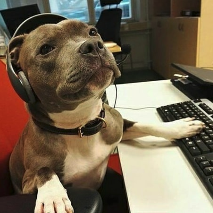 pit bull tech support  meme template