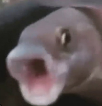 Poggers Fish  meme template
