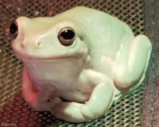 Polite frog  meme template