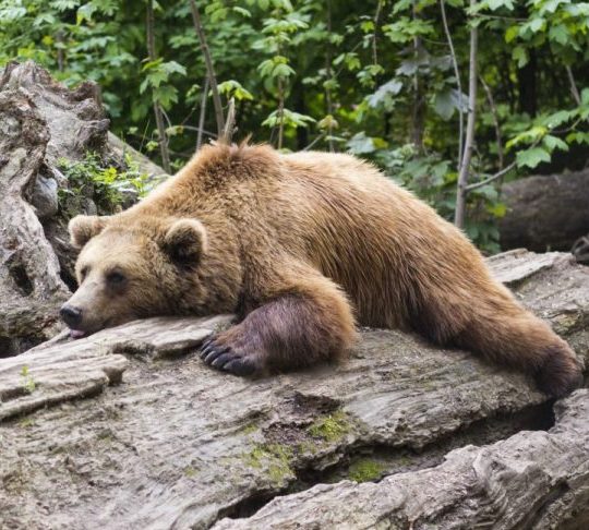 Procrastination Bear  meme template