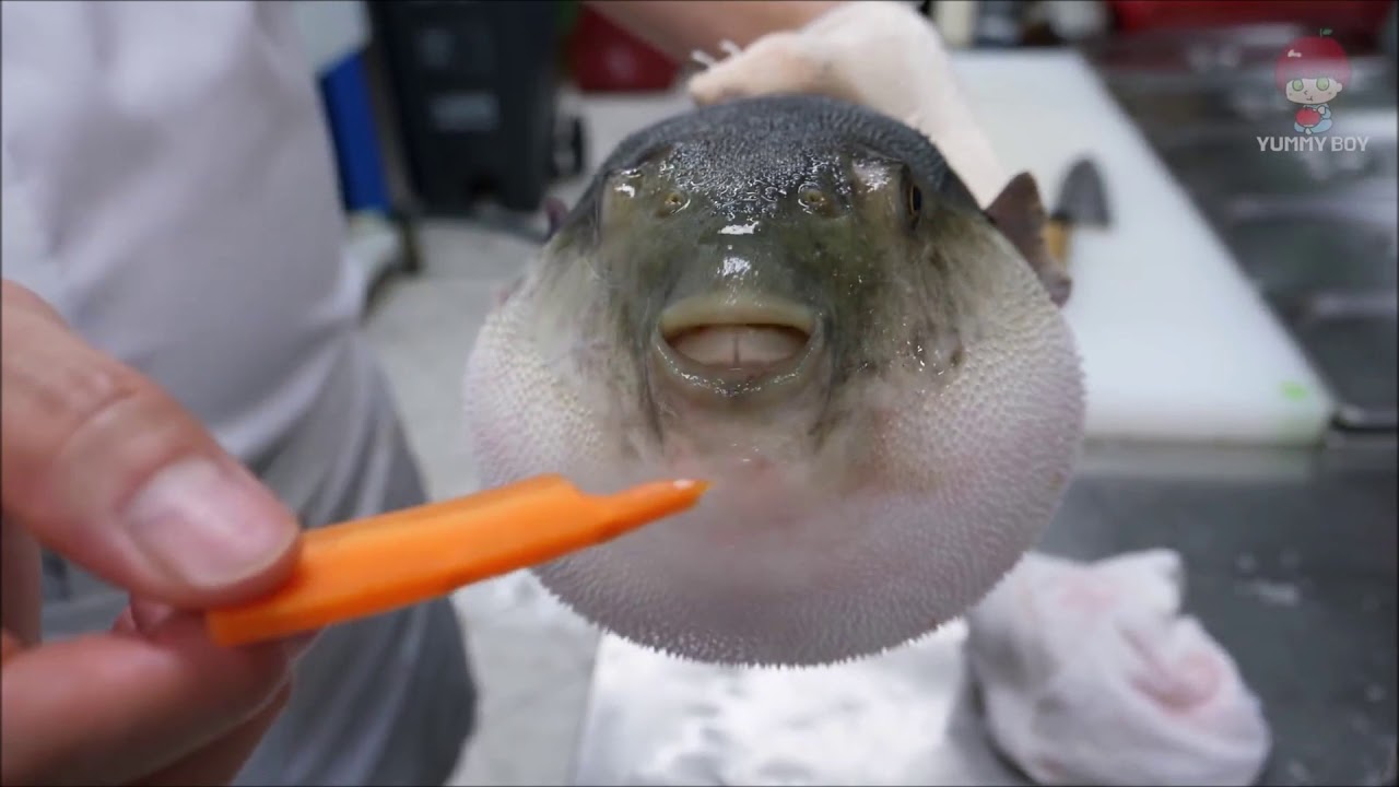 Puffer fish eating a carrot  meme template