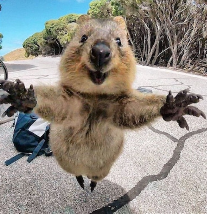 Quokka I love you  meme template