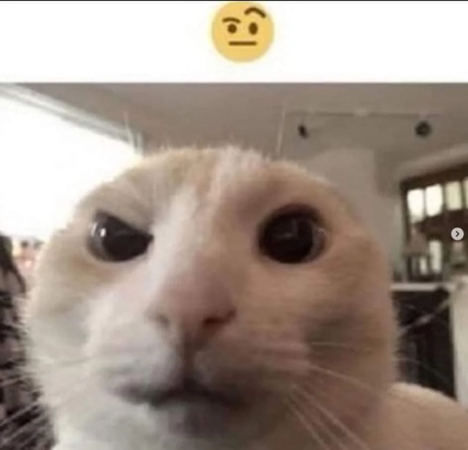 Raised eyebrow cat  meme template