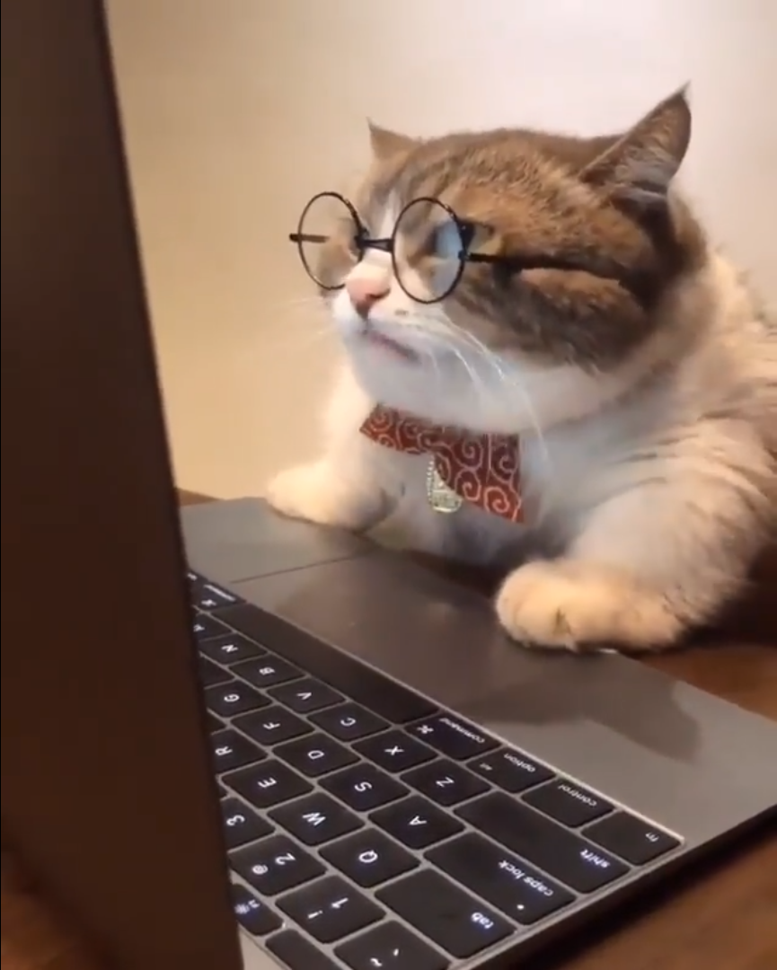 research cat  meme template