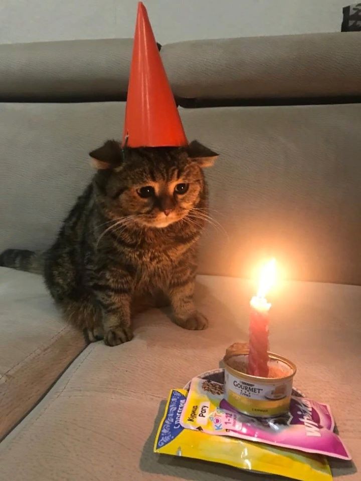 Sad Birthday Cat  meme template