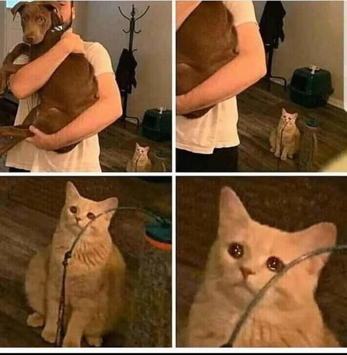 sad cat in background  meme template