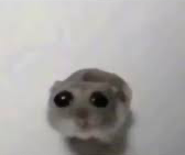 Sad mouse tiktok meme template