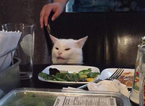 Salad cat  meme template
