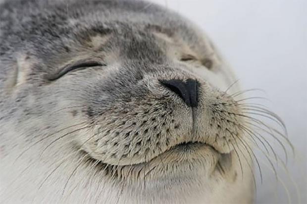 Satisfied Seal meme template
