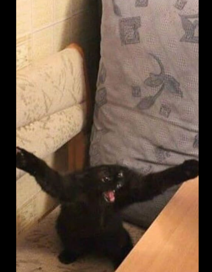 Scared cat  meme template
