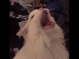 Screamin cat  meme template