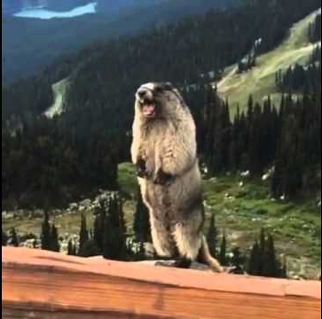 Screaming beaver  meme template