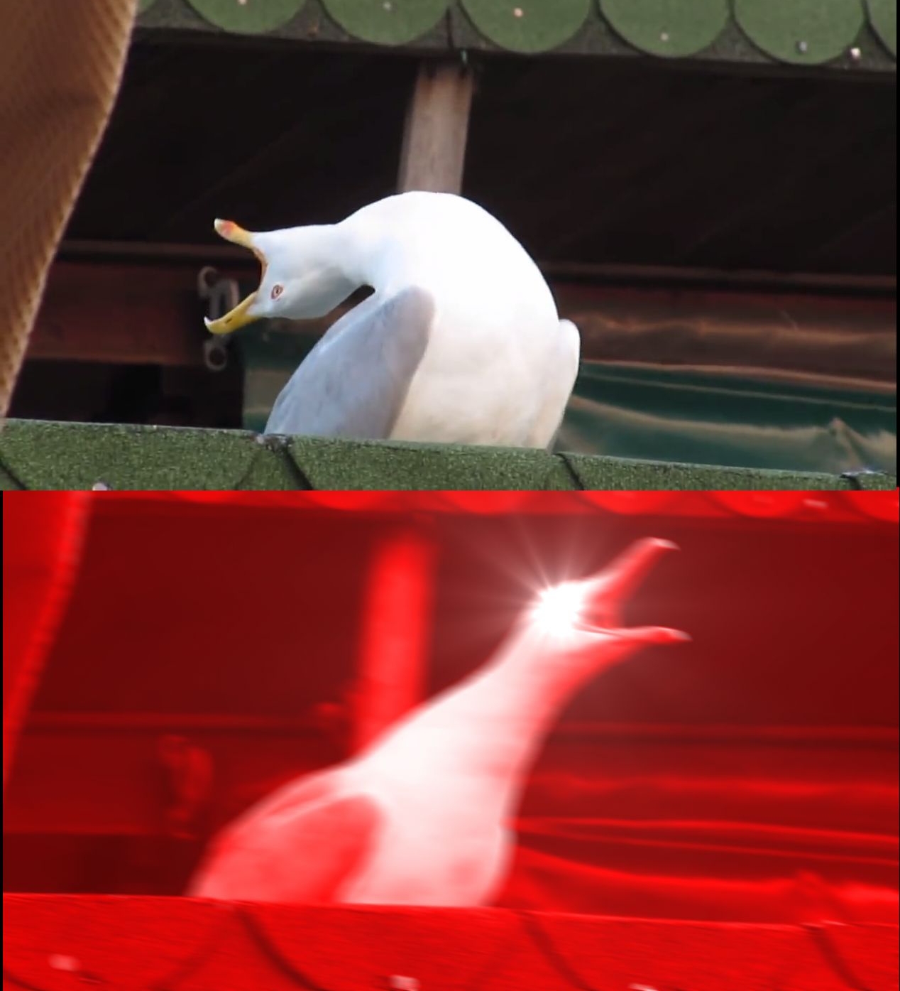 Screaming bird meme template