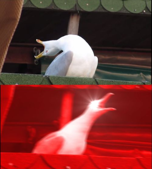 screaming seagull  meme template