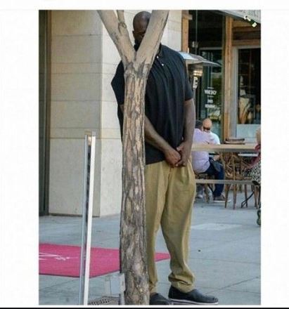 shaq behind tree  meme template