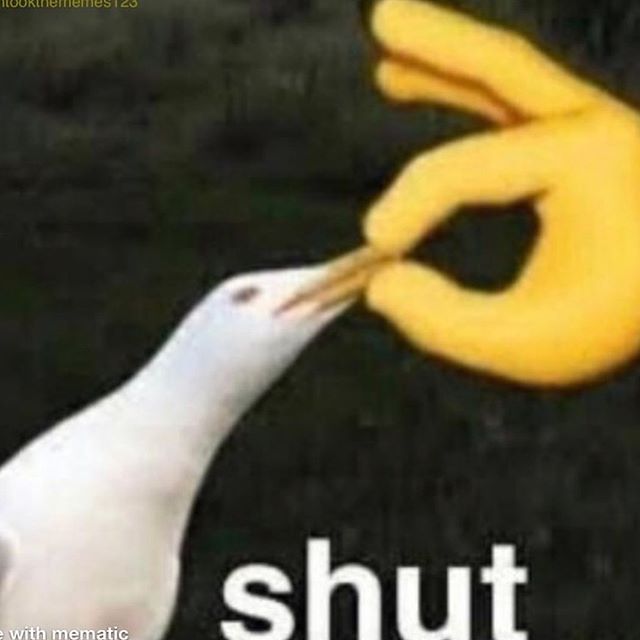 Shut Gull  meme template