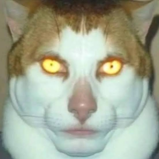 Sigma Cat meme template
