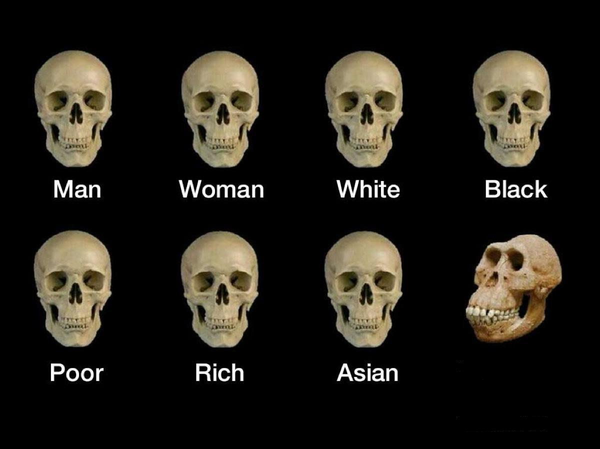 Skull idiot  meme template