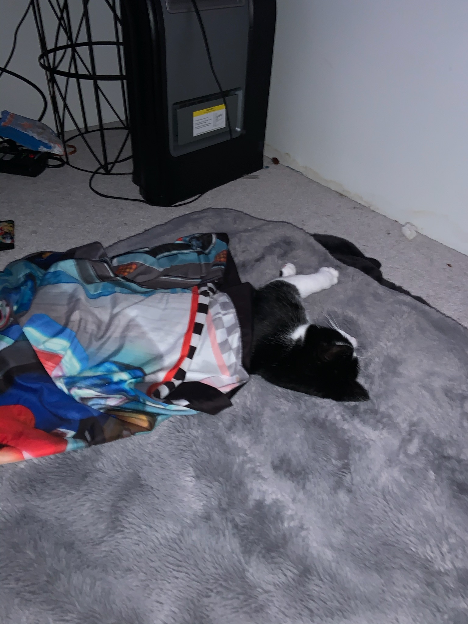 Sleeping cat  meme template