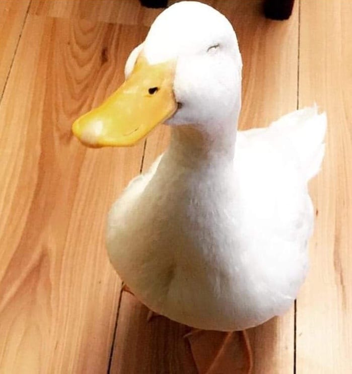 SMILE DUCK  meme template