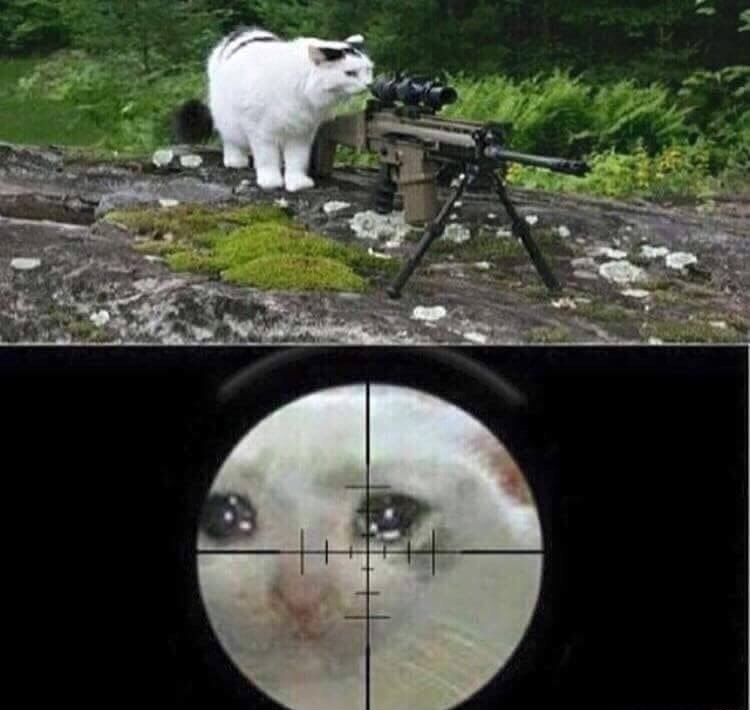 Sniper cat  meme template