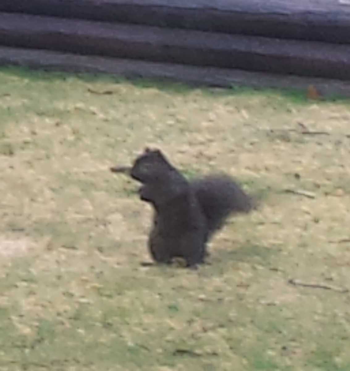 Squirrel!  meme template