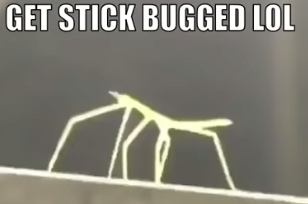 Stickbug meme  meme template