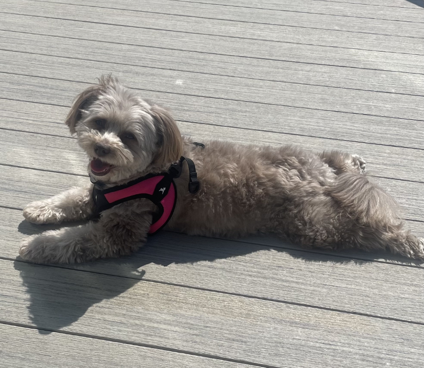 Sunbathing Pomapoo  meme template