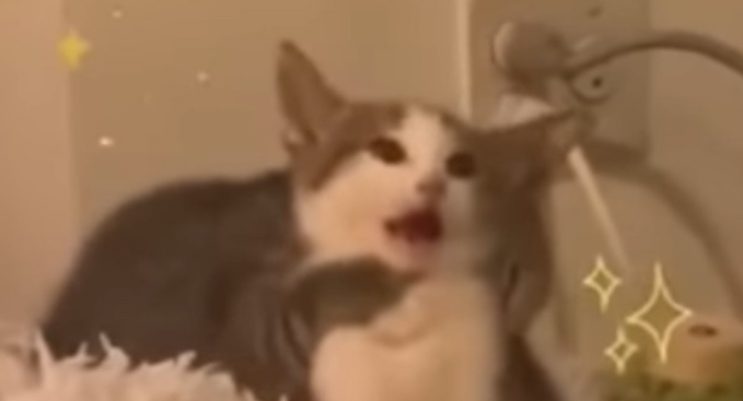 Surprised Cat  meme template