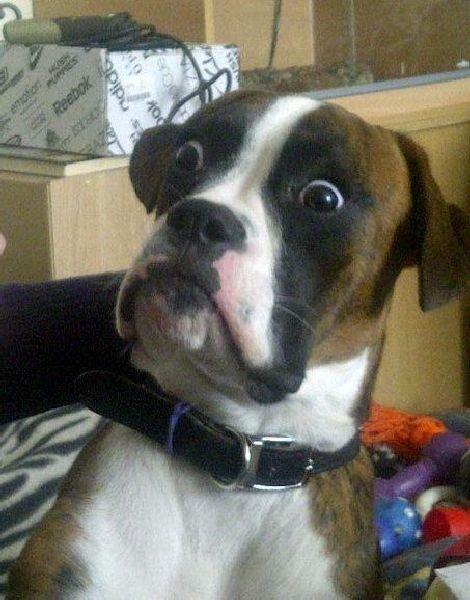 Surprised Dog  meme template