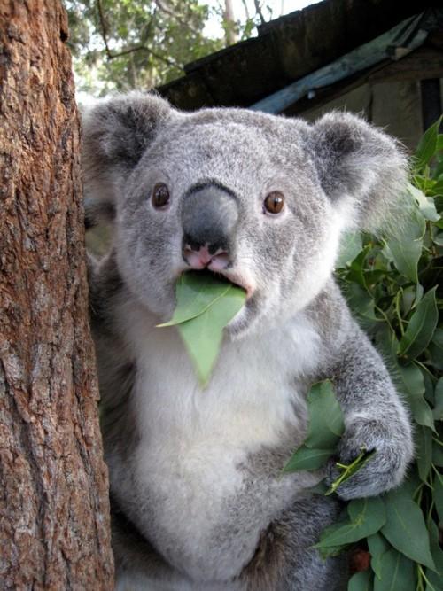 Surprised Koala meme template