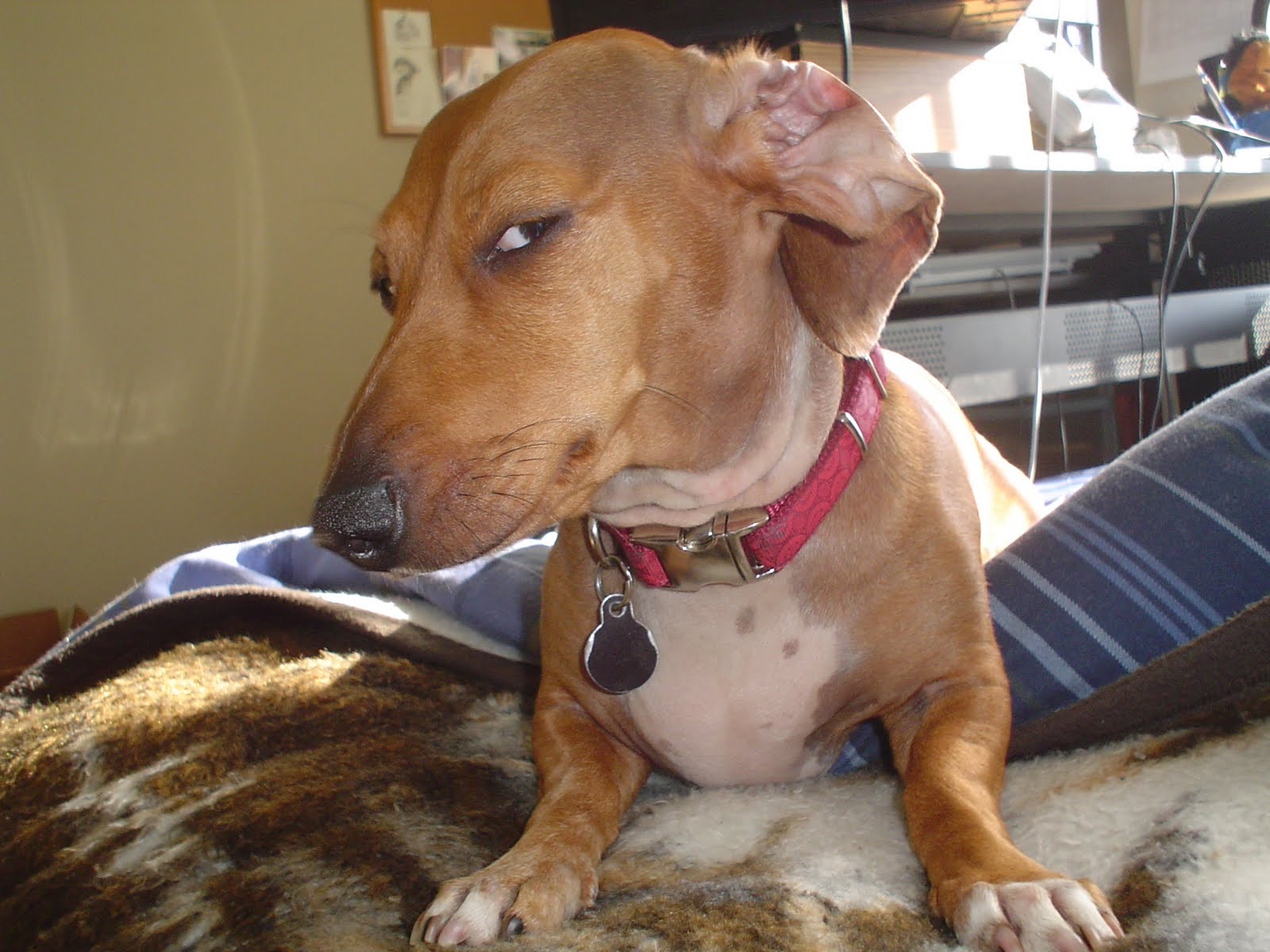 Suspicious Dog  meme template