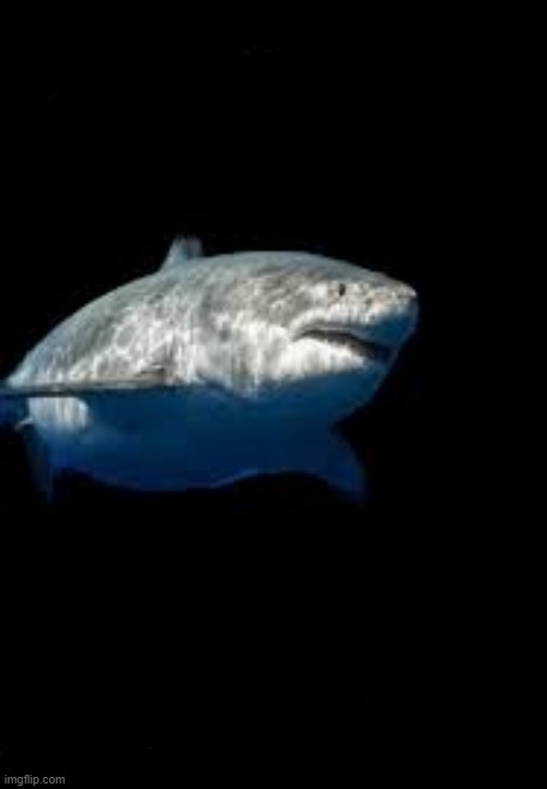 Terry the fat shark template  meme template