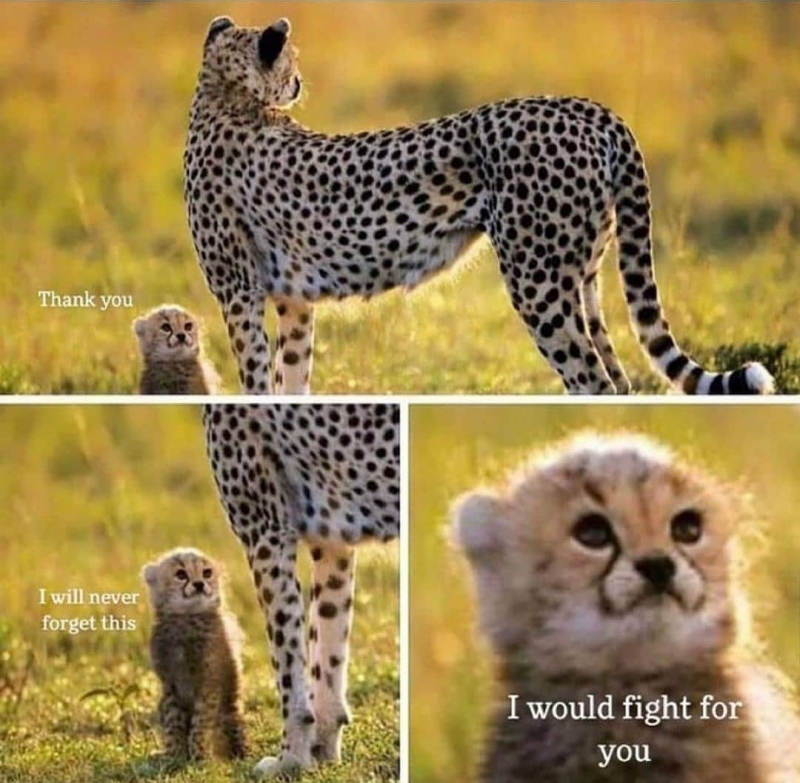 Thank you I will never forget this  meme template