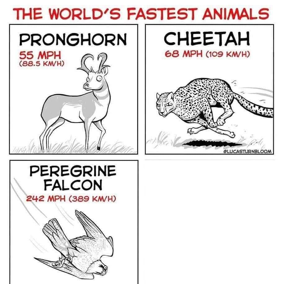 The world's fastest animals  meme template