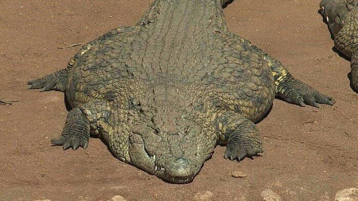Thicc crocodile  meme template
