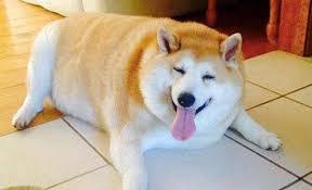 Thicc Doggo  meme template